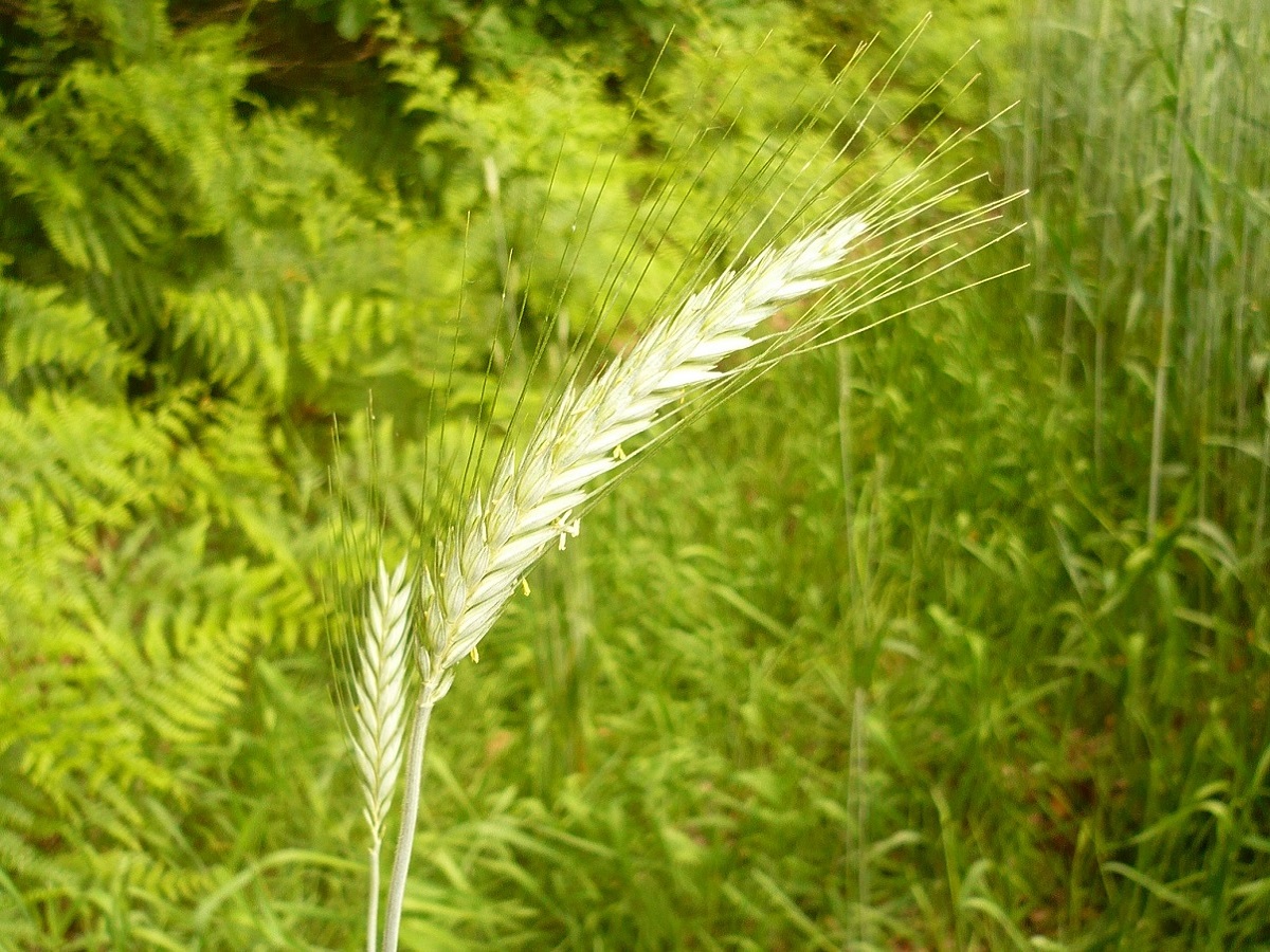 Secale cereale subsp. cereale (Poaceae)